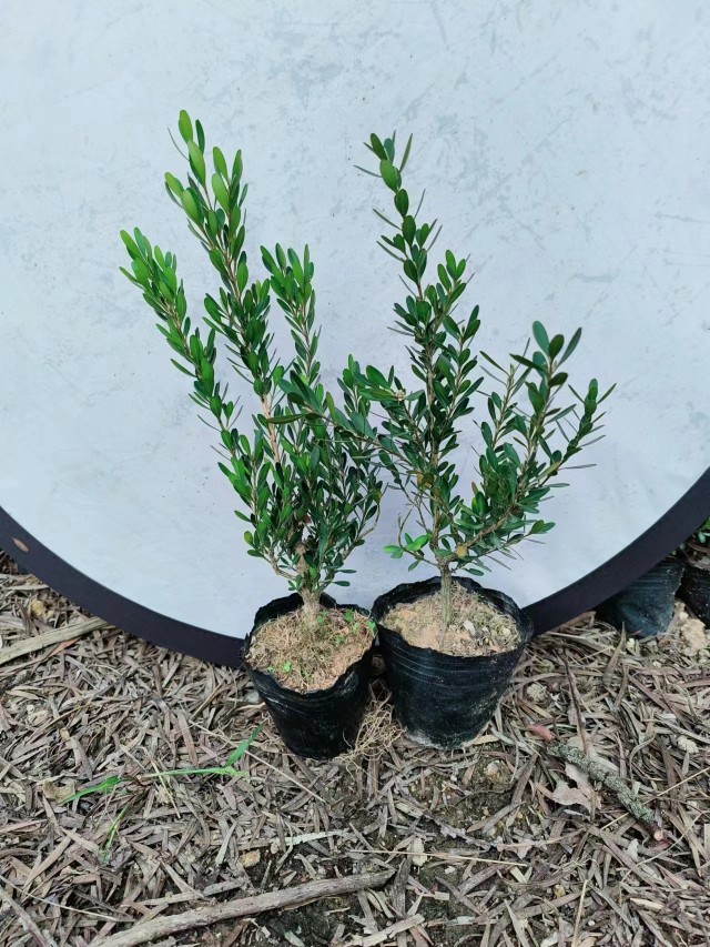 皱皮黄杨正宗广东名贵盆栽雀舌黄杨树苗绿植室内外可种植易活常青