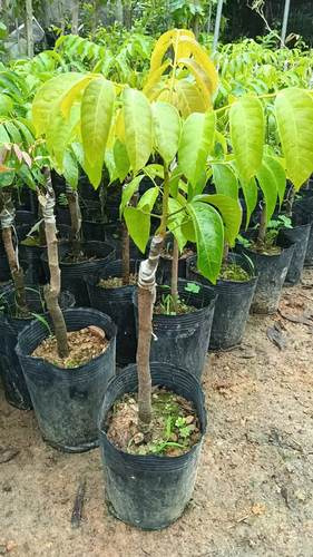 潮汕正宗金灶三棱橄榄树苗甜种橄榄嫁接苗青橄榄苗乌橄榄带土带叶