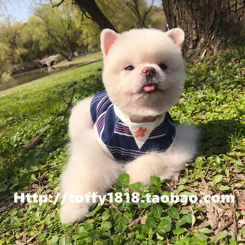 猫狗纯棉柔软透气条纹中大型犬