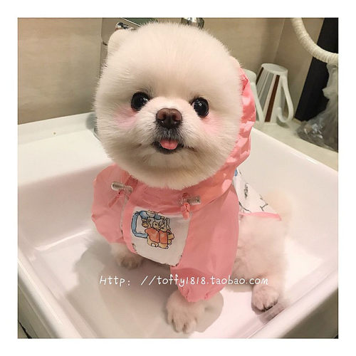 BEARTOFFYPET防水连帽雨衣