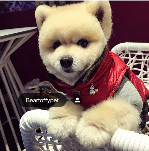 BEARTOFFYPET秋冬保暖羽绒服
