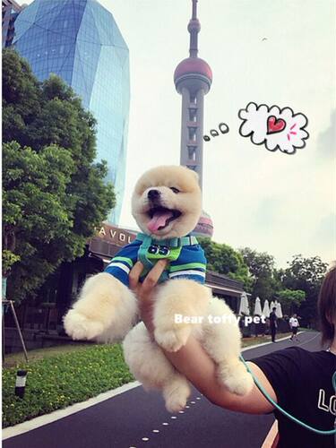 宠物T恤运动风中大型犬