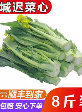 增城小楼迟菜心新鲜青菜当季广东菜心蔬菜新鲜采摘甜嫩菜苔包邮