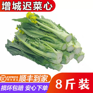 增城小楼迟菜心新鲜青菜当季农家蔬菜新鲜采摘甜嫩菜苔包邮