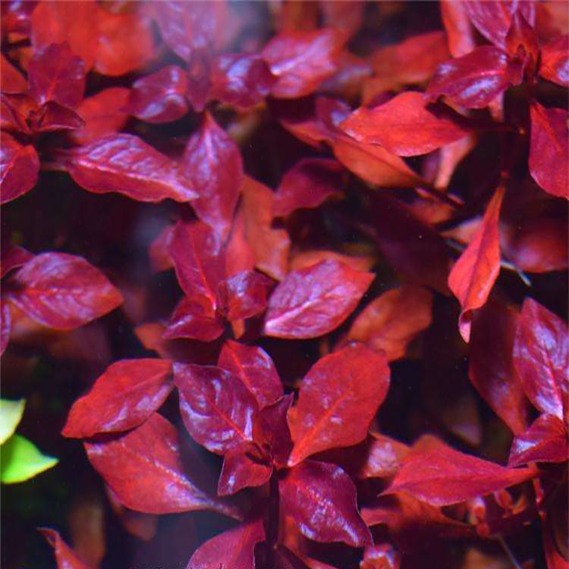 玫瑰丁香 玫瑰叶底红 紫红丁香 中后造景水草 无藻无螺水下叶包邮