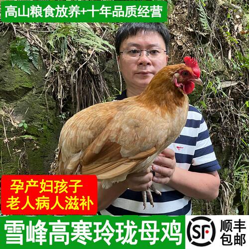 现杀玲珑土鸡母鸡900克一只