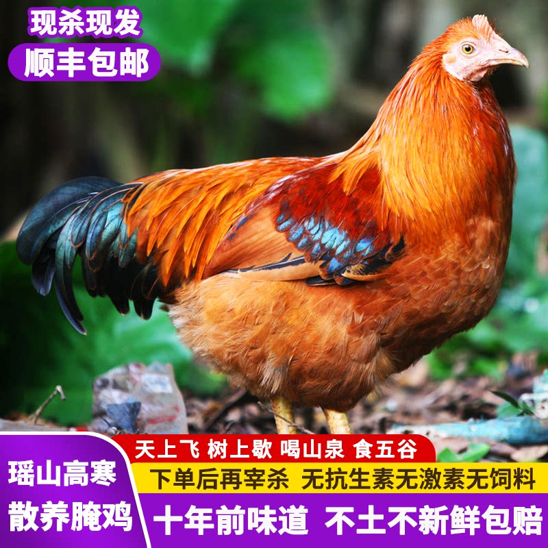 土鸡农家散养新鲜鲜活现杀孕妇月子鸡走地鸡草鸡活鸡散养阉鸡一只