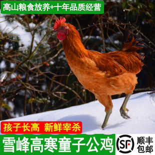 新鲜现杀土鸡童子公鸡雪峰乌骨童子公鸡玲珑乌鸡土鸡老母鸡一只