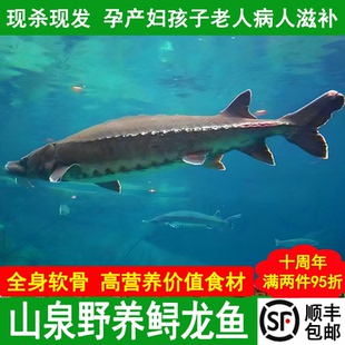 山泉野养鲜活现杀鲟鱼中华鱼鲟龙鱼软骨无刺鱼小孩吃鱼首选