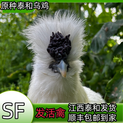 正宗原种泰和乌鸡原产地发货