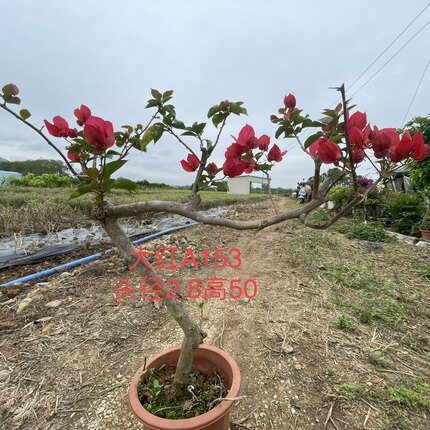 三角梅盆景当年开花庭院农户直销阳台勤开花水红紫色品种老桩盘栽