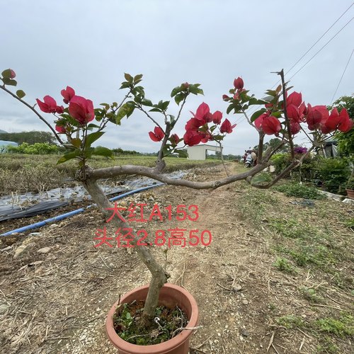 盆景当年开花紫色品种老桩三角梅
