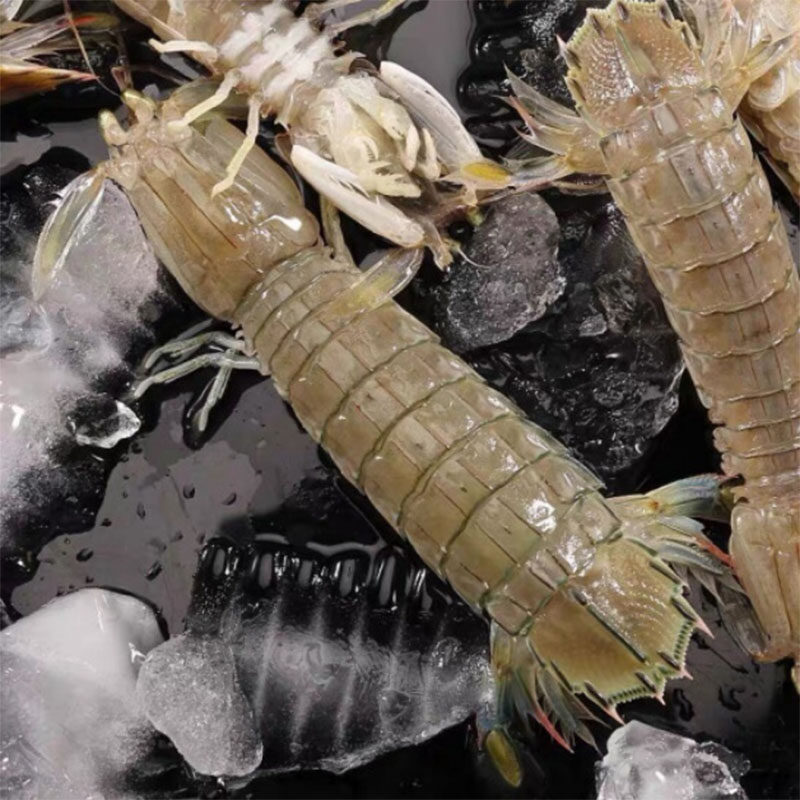 福利一天100元5斤皮皮虾公母混发顺丰包邮深海捕捞虾爬虾