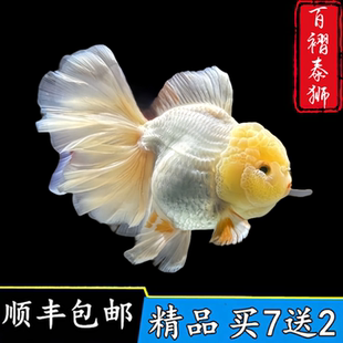 精品三色进口玛丽百褶泰狮金鱼活鱼苗将军F1观赏鱼苗冷水好养耐活