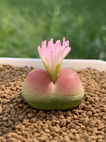 【欧蕾的花园】拉登2606紫皮Sh1200一物一拍多肉植物番杏肉锥