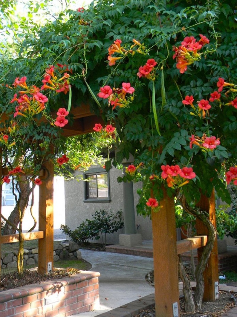 美国凌霄花苗爬藤植物花树苗老桩北方庭院耐寒耐热攀爬爬墙花卉