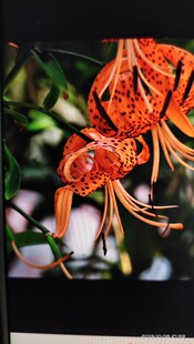 百合种球丹卷百合白百合种球荞麦叶大百合种球庭院阳台种植