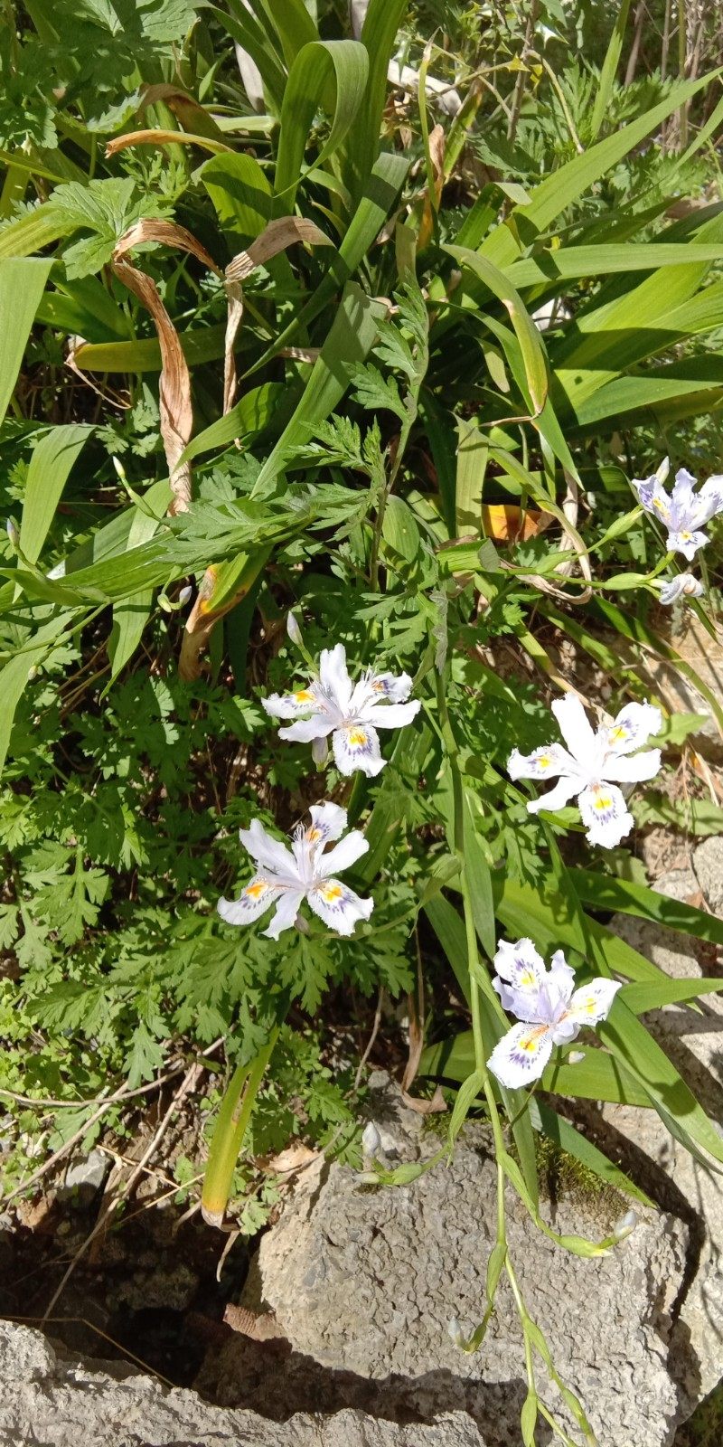 野生白花射干苗小鸢尾蝴蝶花苗室内阳台庭院盆栽观赏花卉园林绿化
