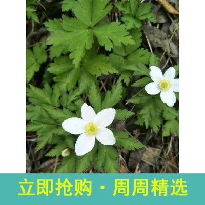 生五叶银莲花苗花卉盆栽庭院种植