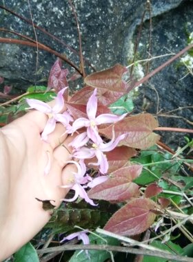 淫羊藿苗 淫羊藿花卉盆栽苗 庭院阳台种植