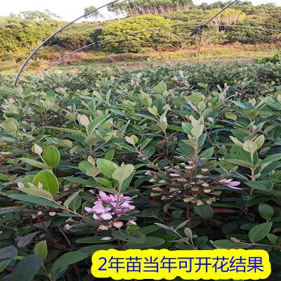 桃金娘树苗捻子果苗山菍子树地稔