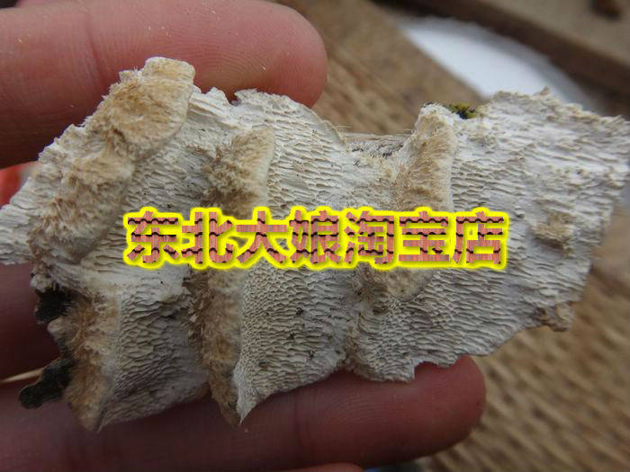 耙齿菌 肾  降肌酐蛋白隐血减少