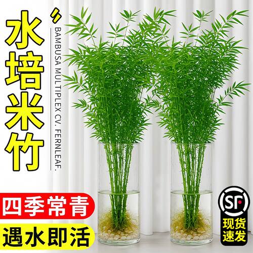 水培米竹室内盆栽植物水养观音竹富贵竹南天竹发财水竹子客厅绿植