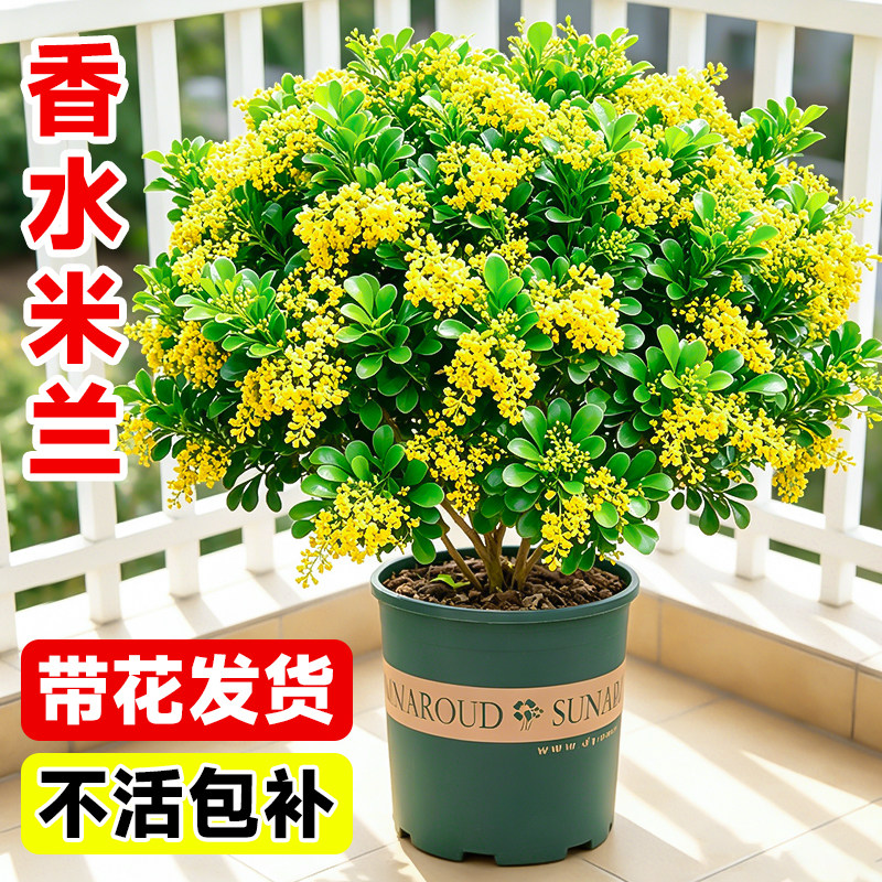 香水米兰花盆栽带花苞室内四季开花浓香花卉好养驱蚊正宗老桩树苗图片