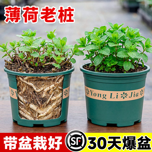 薄荷老桩可食用植物盆栽家用室内驱蚊装饰绿植老根多年生四季好养