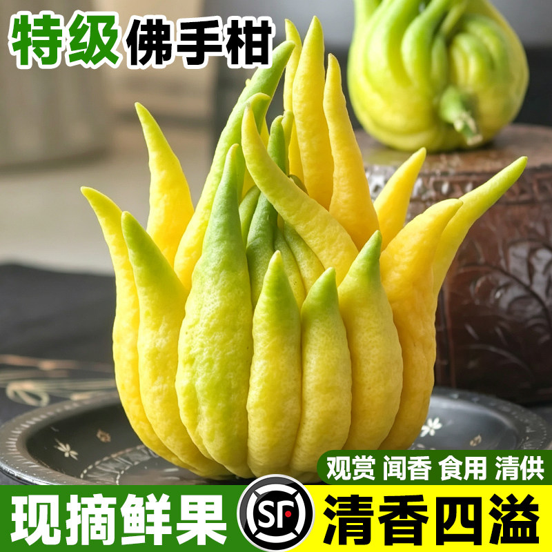 佛手柑鲜果特大香橼果盆栽办公室桌面水培好养闻香观赏摆件可食用