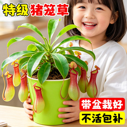 猪笼草盆栽捕蝇草益智玩具儿童趣味室内桌面绿植物食虫驱蚊食人鱼