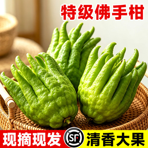 佛手柑鲜果水培植物特大香橼果盆栽办公室桌面可食用闻香观赏摆件
