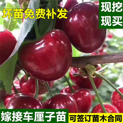 嫁接樱桃树苗特大车厘子树苗