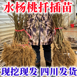 水杨桃实生苗水杨桃扦插苗猕猴桃苗猕猴桃砧木猕猴桃嫁接专用