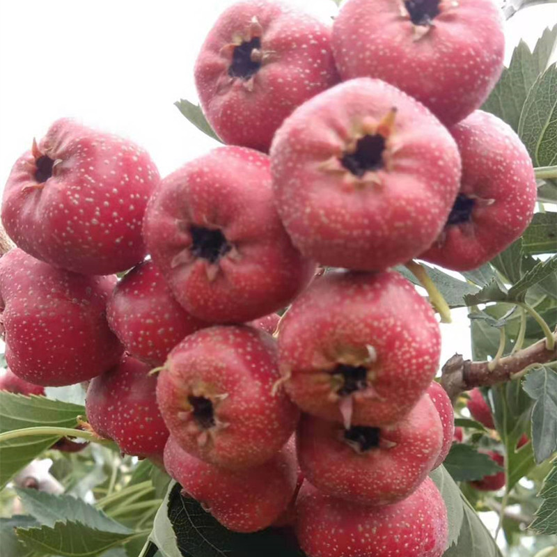 大金星山楂树苗 3年定植带分枝山楂树苗 大果甜山楂苗