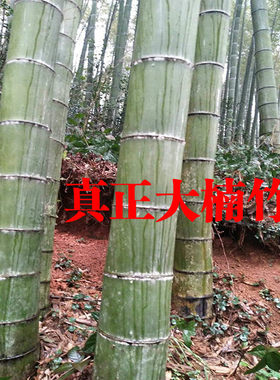 巨龙竹竹苗庭院四季吃笋