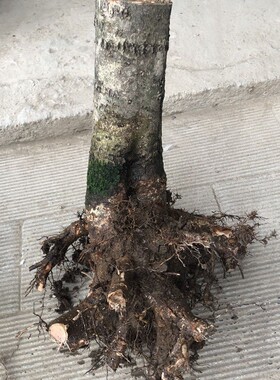 盆栽庭院植物桂花树苗