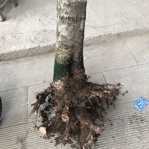 盆栽庭院植物桂花树苗