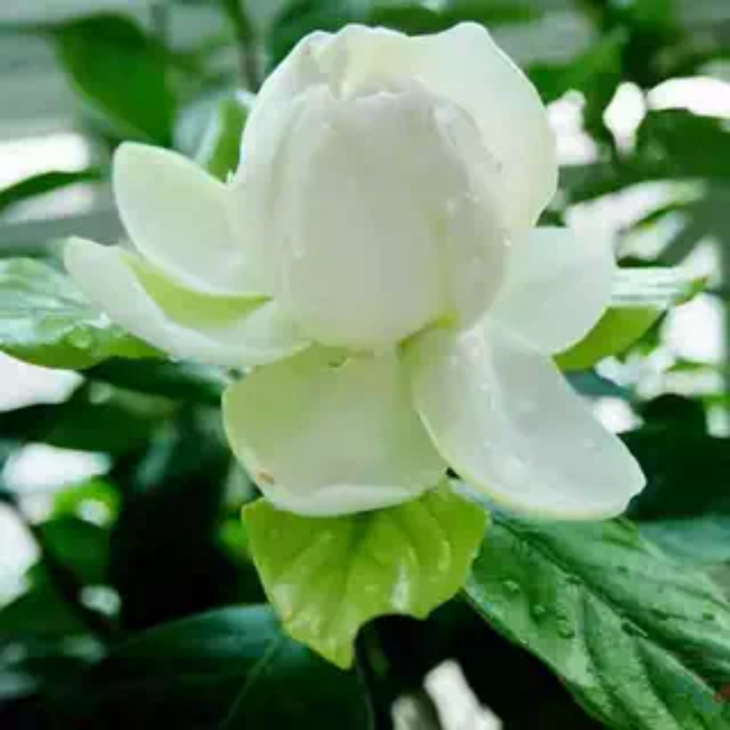 栀子花树苗枝枝花庭院木本植物办公室浓香型四季绿植盆栽室内花卉