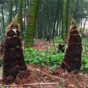 竹子老根竹苗毛竹植物食用绿化庭院楠竹耐寒四季种植大型常青室外