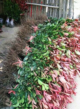 红叶石楠树苗红花继木小苗金森女贞四季桂茶花四季常青庭院色块苗