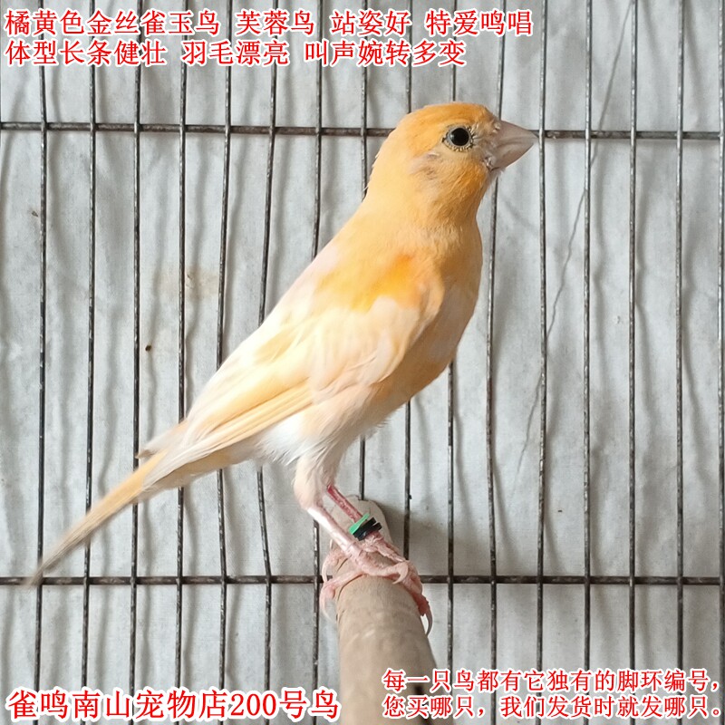 200号公鸟特爱叫 橘黄色金丝雀玉鸟体型好健壮站姿好叫声婉转多变
