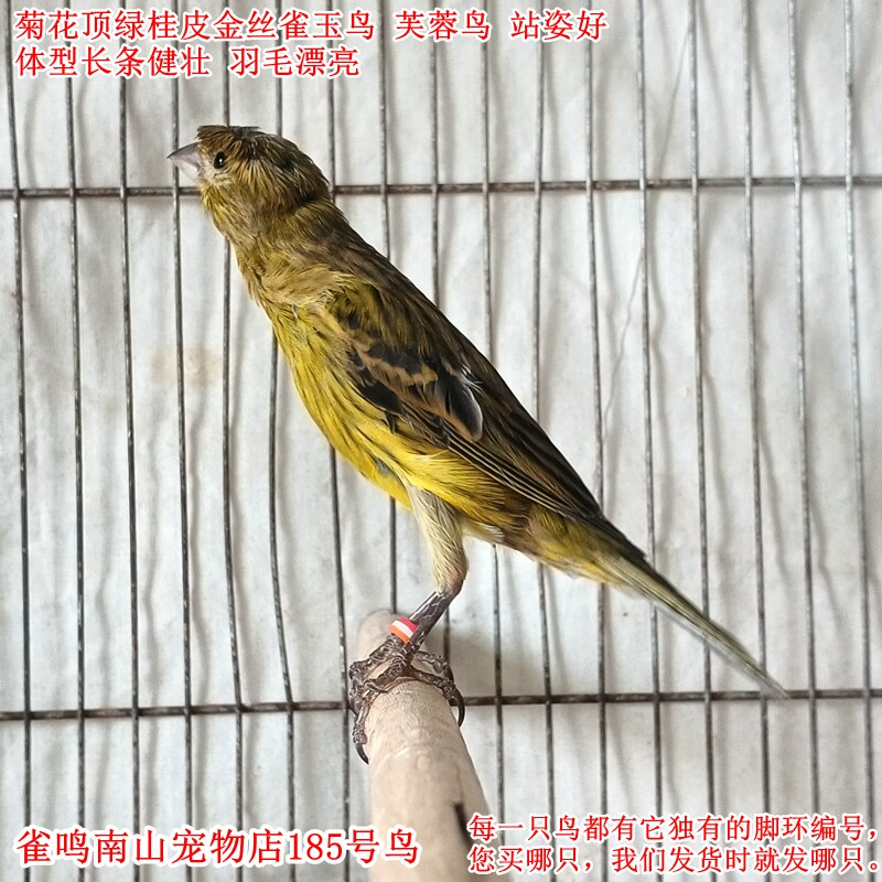 185号小公鸟菊花顶绿桂皮金丝雀玉鸟芙蓉鸟体型好活泼健壮站姿好