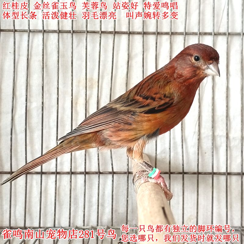 281号公鸟特爱叫红桂皮金丝雀玉鸟体型好健壮站姿好叫声婉转多变