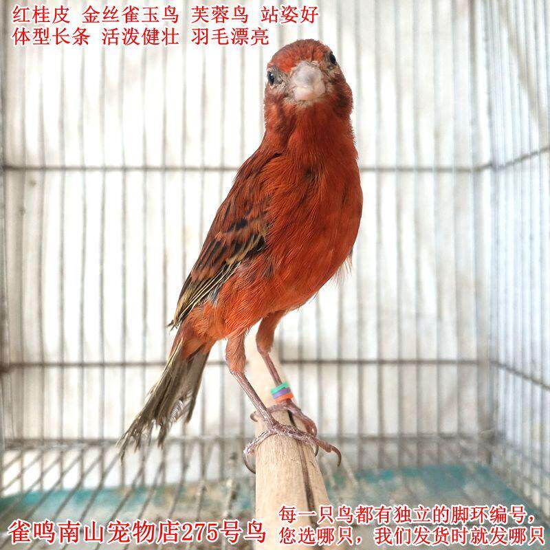 275号母鸟红桂皮金丝雀玉鸟芙蓉鸟体型好活泼健壮站姿好活体小鸟
