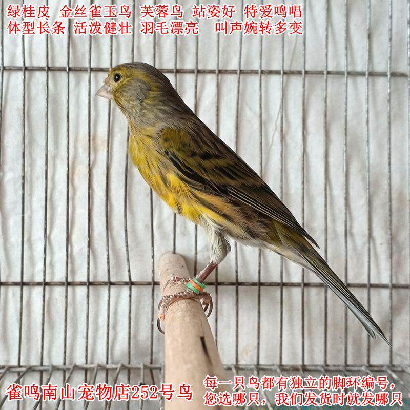 252号公鸟特爱叫绿桂皮金丝雀玉鸟体型好健壮站姿好叫声婉转多变