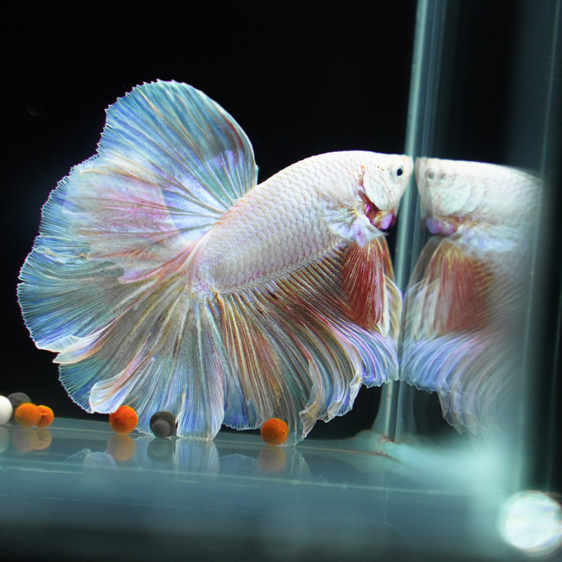 泰国斗鱼热带鱼狮王半月马尾将军活鱼好养观赏鱼活体宠物淡水鱼