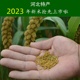 2023年河北行唐特产北河农家小米小黄米毛毛谷红谷小米3斤