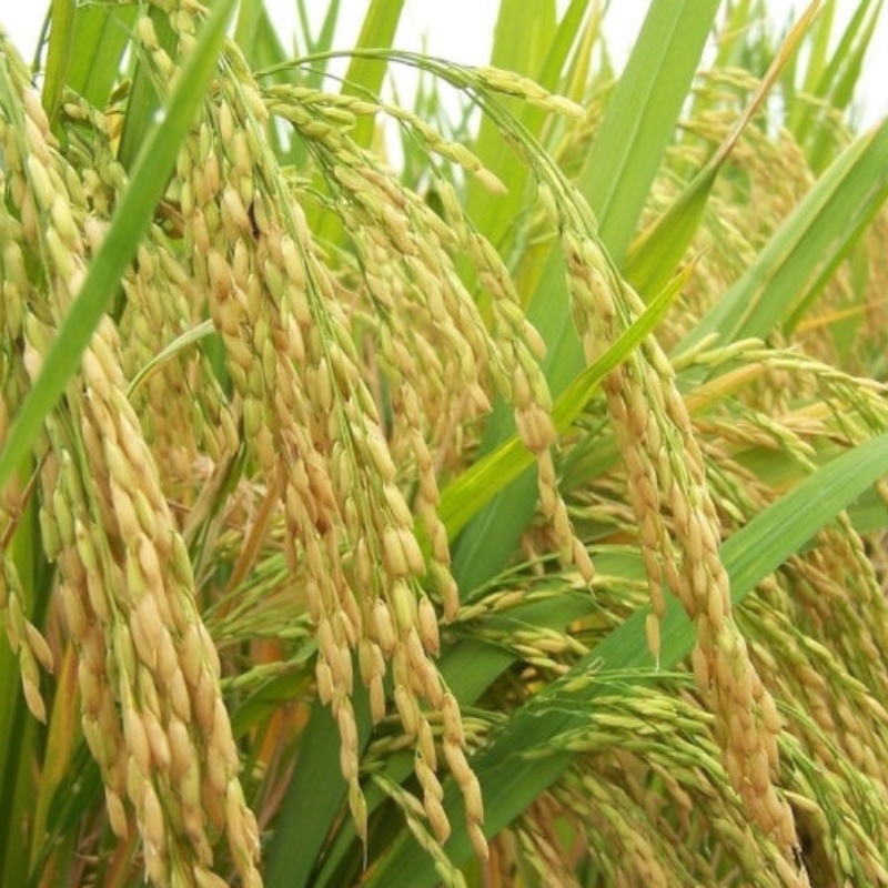 农家自种大米河北粳米河北特产