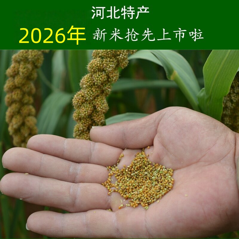 河北特产小黄米毛毛谷小米